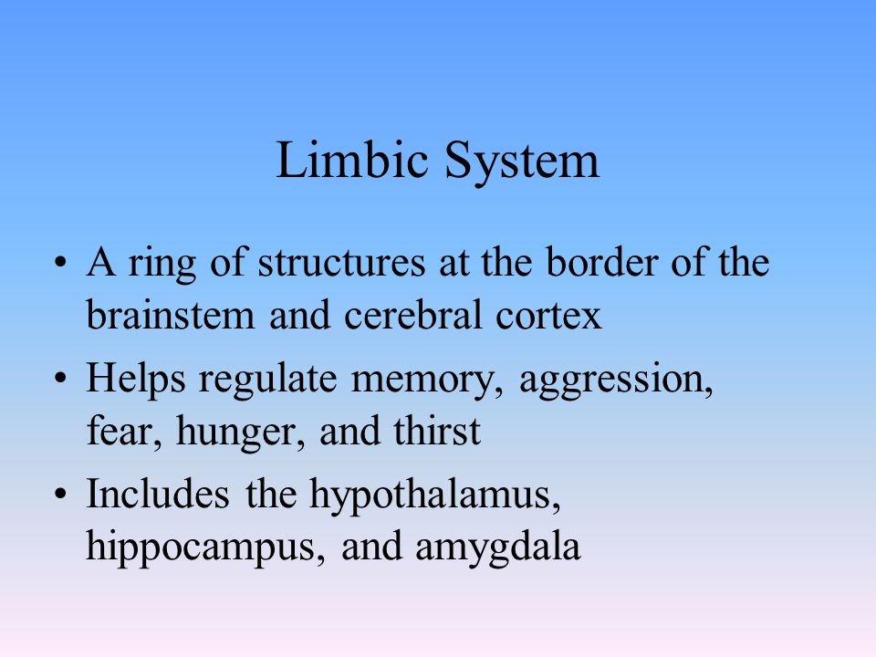 Limbic System A ring of structures at the border of the brainstem and cerebral cortex Helps regulate memory, aggression, fear, hunger, and thirst Includes the hypothalamus, hippocampus, and amygdala