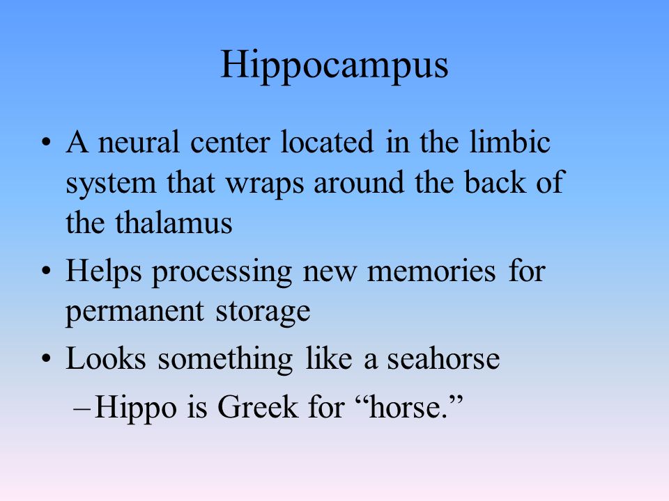 Hippocampus A neural center located in the limbic system that wraps around the back of the thalamus Helps processing new memories for permanent storage Looks something like a seahorse –Hippo is Greek for horse.