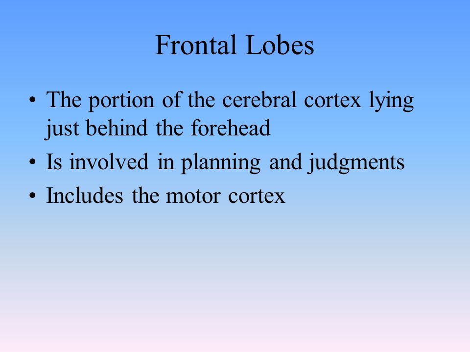 Frontal Lobes The portion of the cerebral cortex lying just behind the forehead Is involved in planning and judgments Includes the motor cortex