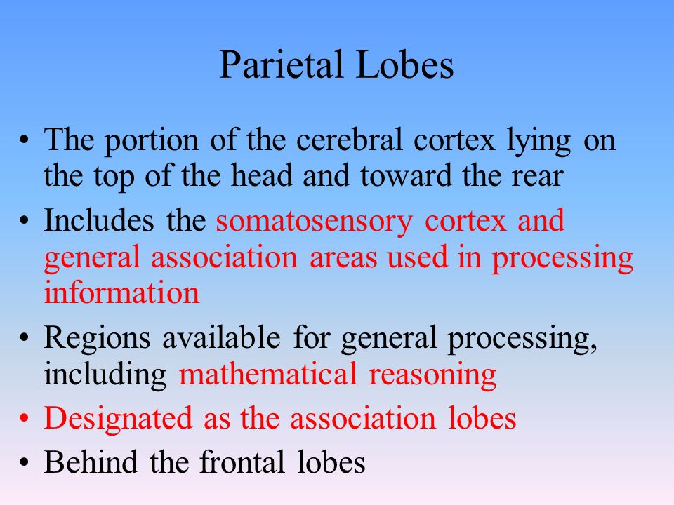 Parietal Lobes The portion of the cerebral cortex lying on the top of the head and toward the rear Includes the somatosensory cortex and general association areas used in processing information Regions available for general processing, including mathematical reasoning Designated as the association lobes Behind the frontal lobes