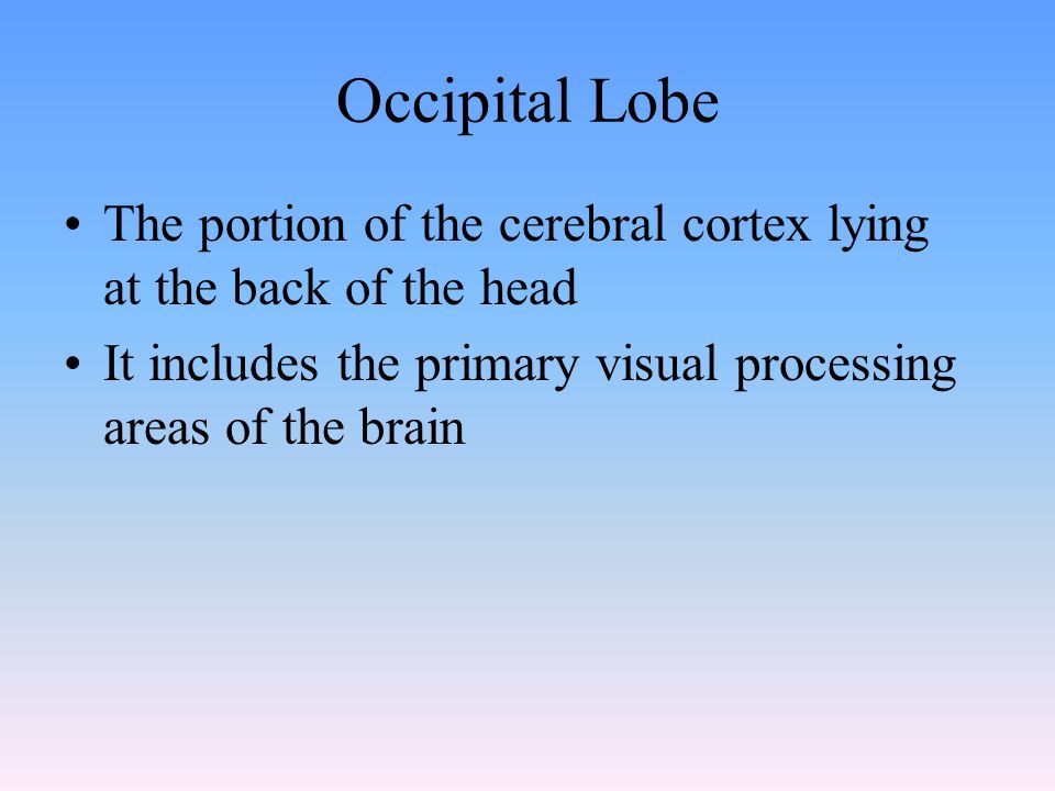 Occipital Lobe The portion of the cerebral cortex lying at the back of the head It includes the primary visual processing areas of the brain