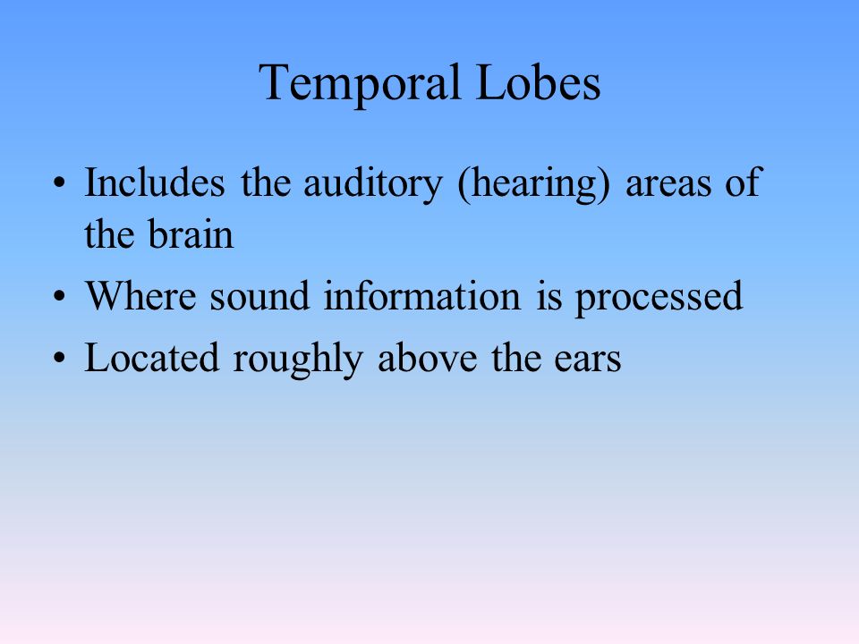Temporal Lobes Includes the auditory (hearing) areas of the brain Where sound information is processed Located roughly above the ears