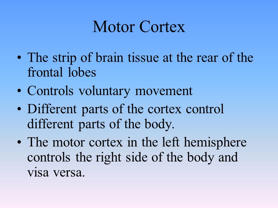 Motor Cortex The strip of brain tissue at the rear of the frontal lobes Controls voluntary movement Different parts of the cortex control different parts of the body.