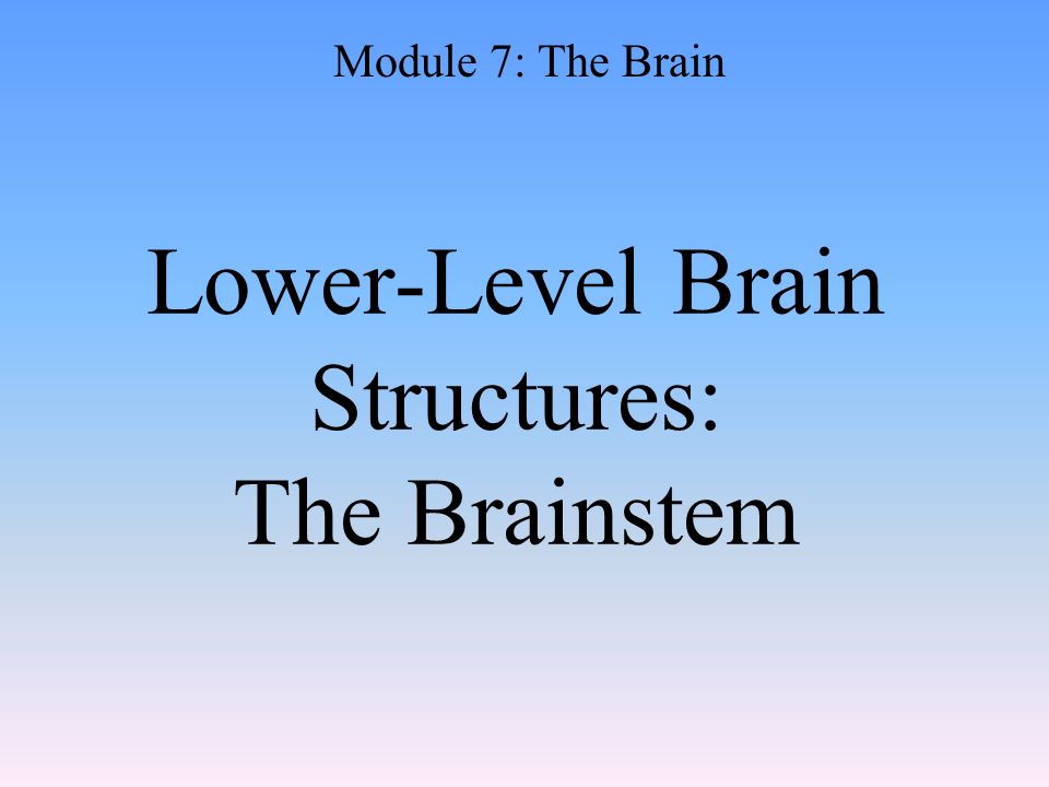 Lower-Level Brain Structures: The Brainstem Module 7: The Brain