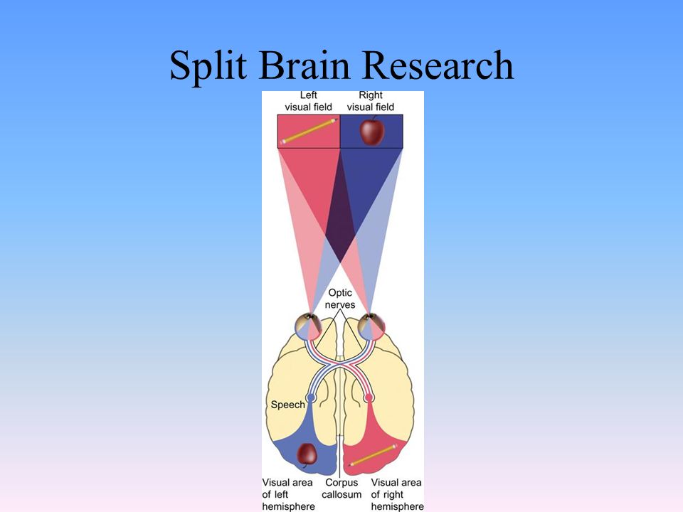 Split Brain Research