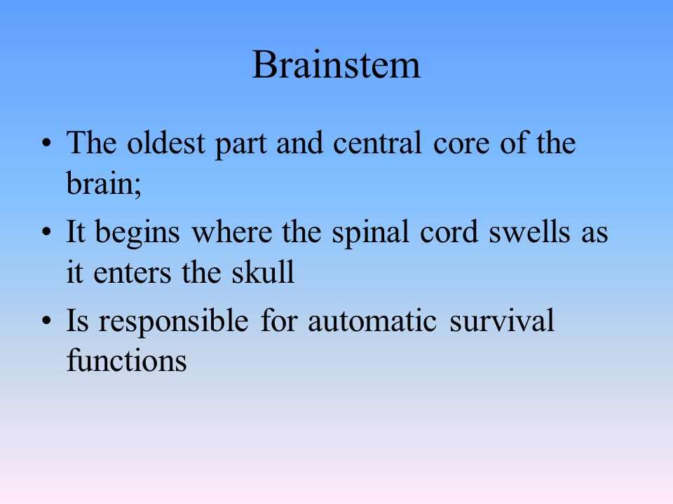 Brainstem The oldest part and central core of the brain; It begins where the spinal cord swells as it enters the skull Is responsible for automatic survival functions