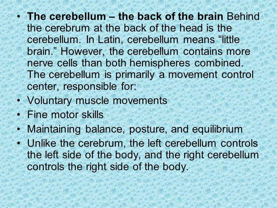 The cerebellum – the back of the brain Behind the cerebrum at the back of the head is the cerebellum.