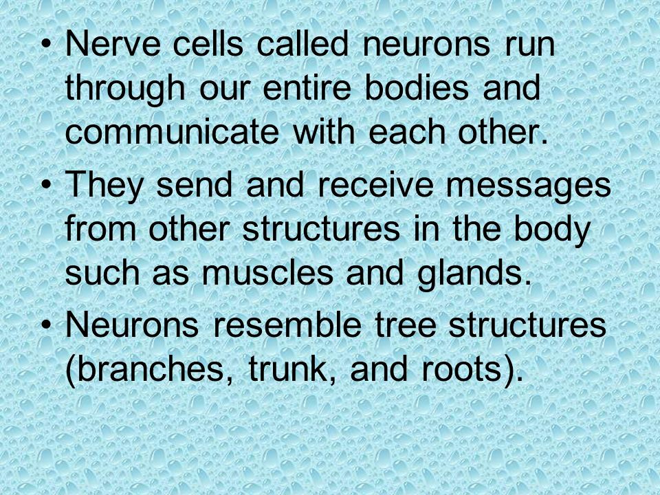 Nerve cells called neurons run through our entire bodies and communicate with each other.