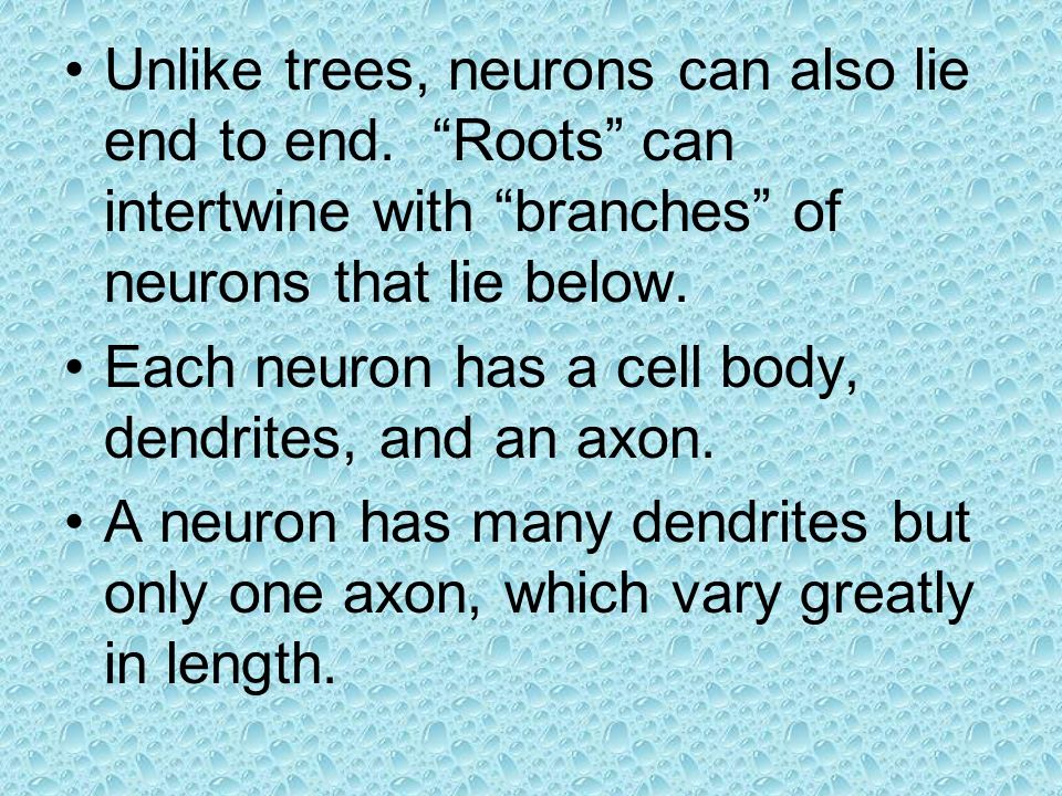 Unlike trees, neurons can also lie end to end.