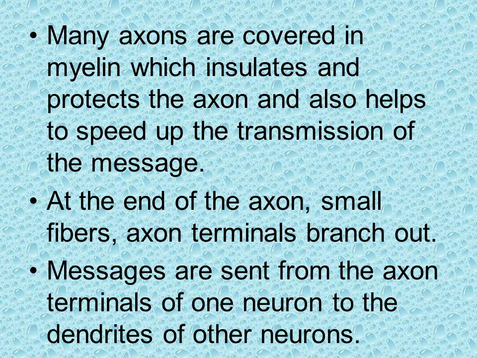 Many axons are covered in myelin which insulates and protects the axon and also helps to speed up the transmission of the message.