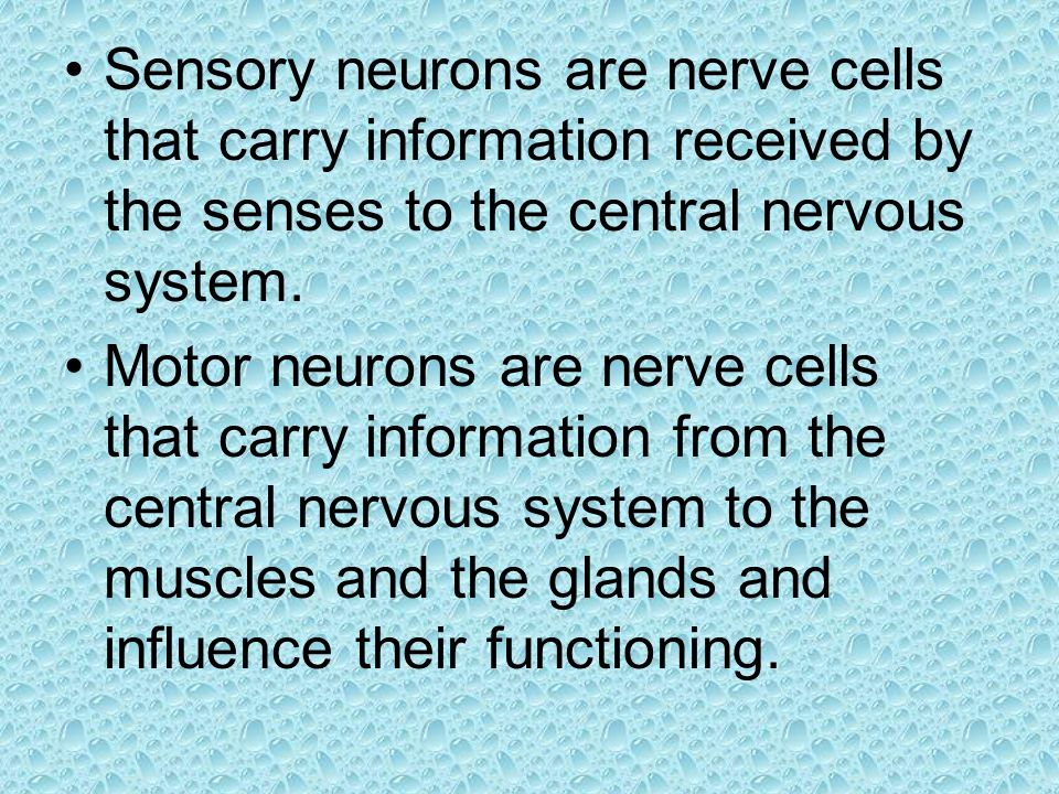 Sensory neurons are nerve cells that carry information received by the senses to the central nervous system.