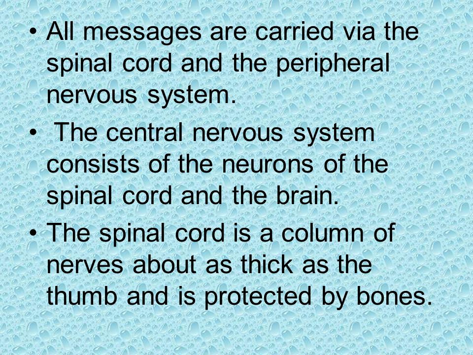 All messages are carried via the spinal cord and the peripheral nervous system.
