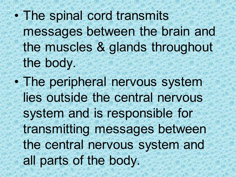 The spinal cord transmits messages between the brain and the muscles & glands throughout the body.