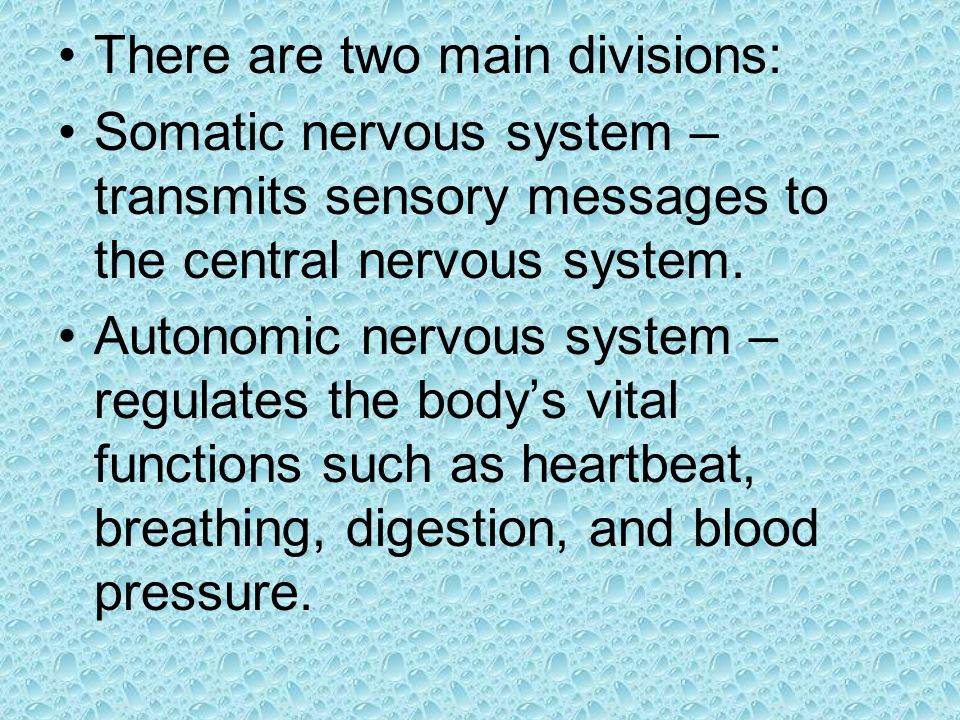 There are two main divisions: Somatic nervous system – transmits sensory messages to the central nervous system.