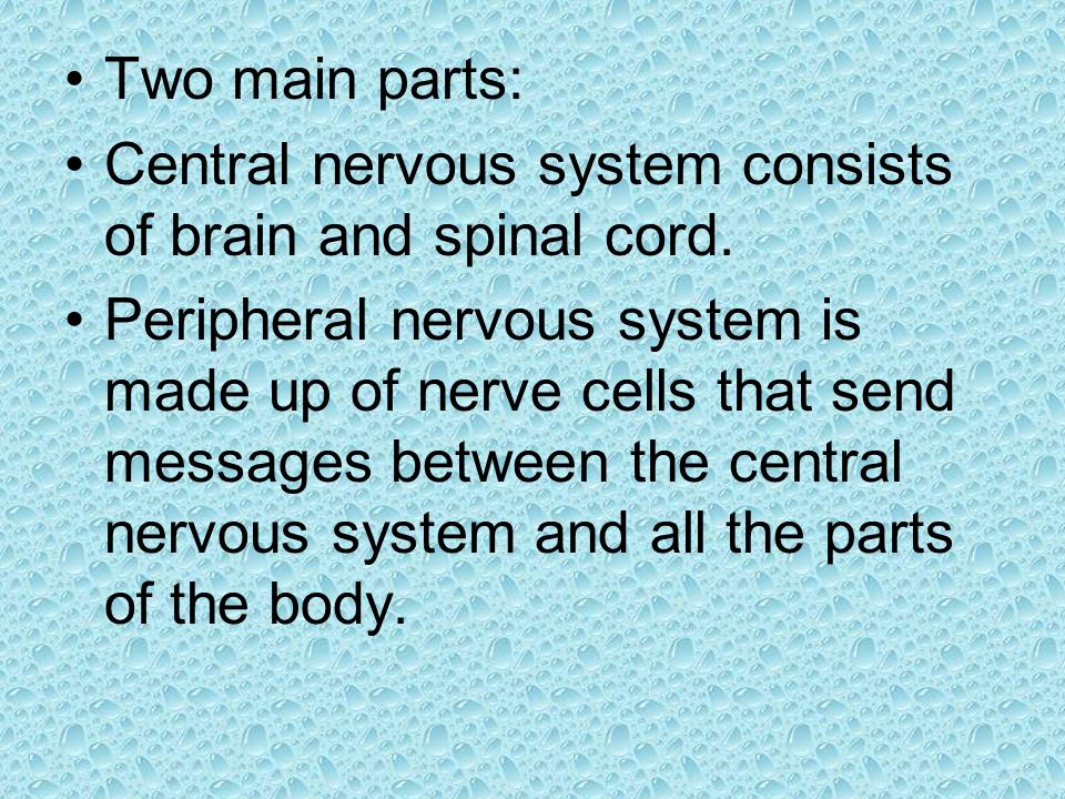 Two main parts: Central nervous system consists of brain and spinal cord.
