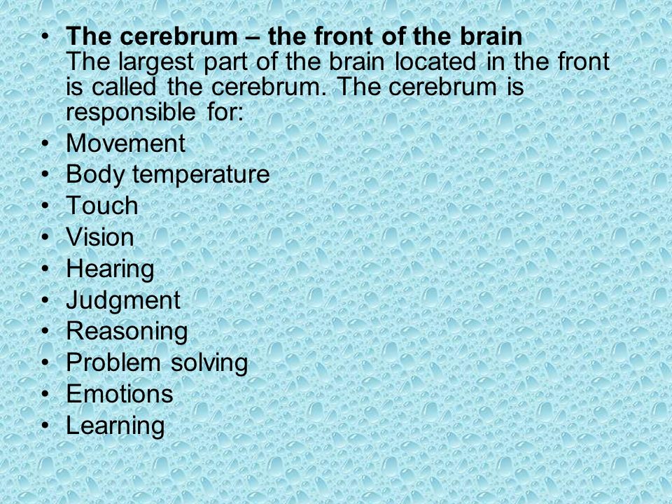 The cerebrum – the front of the brain The largest part of the brain located in the front is called the cerebrum.