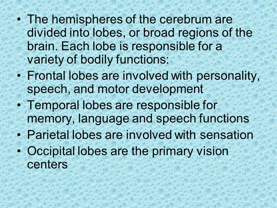 The hemispheres of the cerebrum are divided into lobes, or broad regions of the brain.