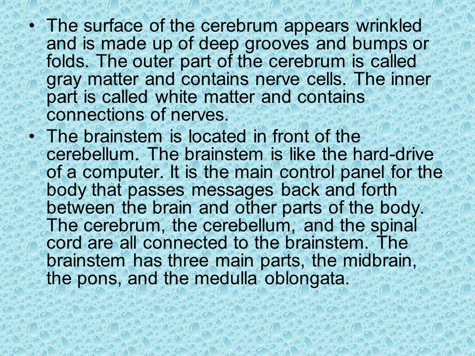 The surface of the cerebrum appears wrinkled and is made up of deep grooves and bumps or folds.