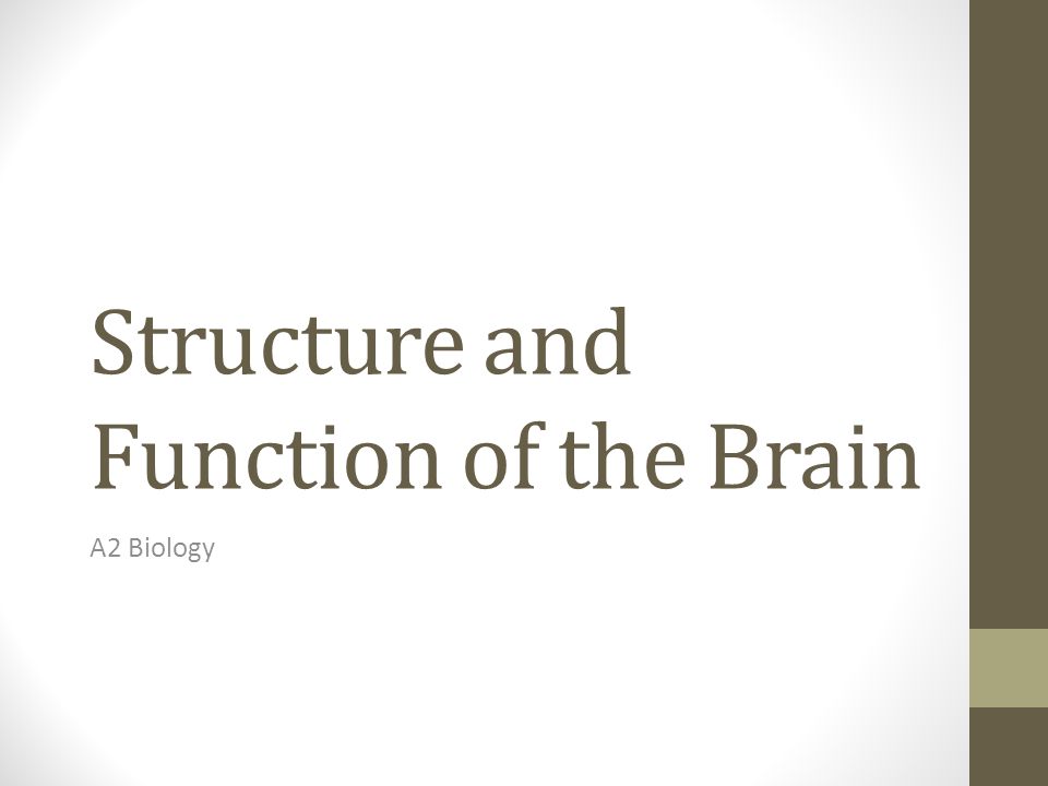 Structure and Function of the Brain A2 Biology
