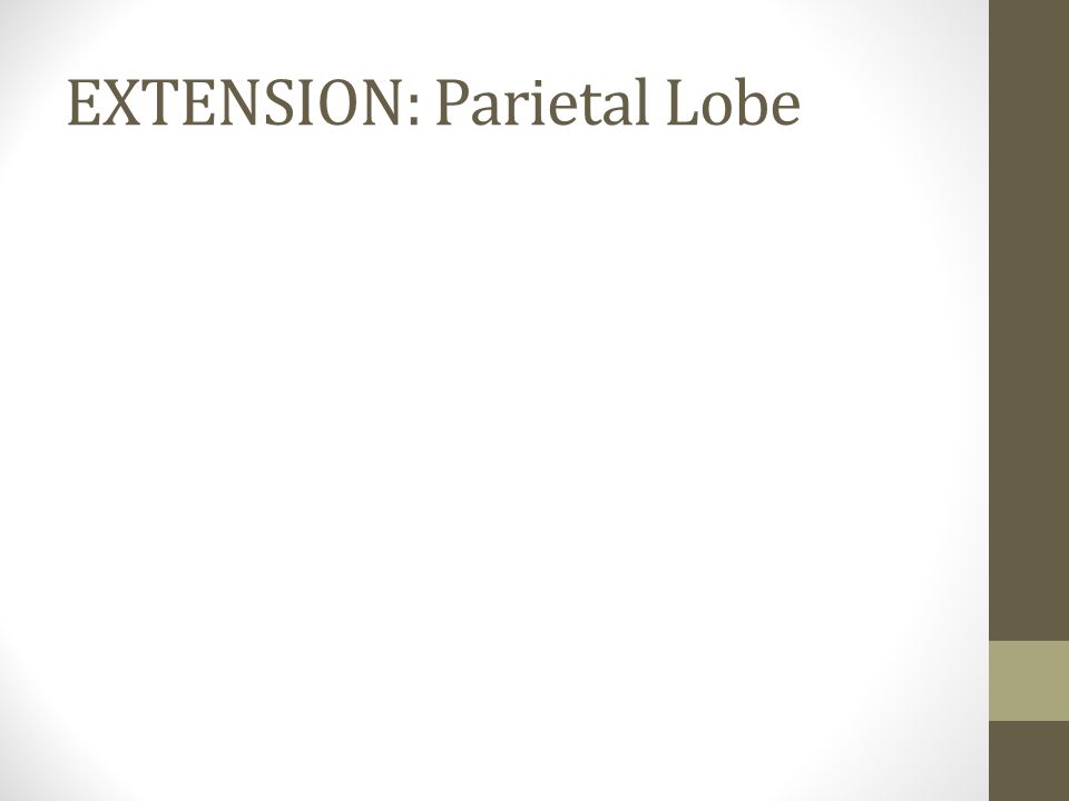 EXTENSION: Parietal Lobe