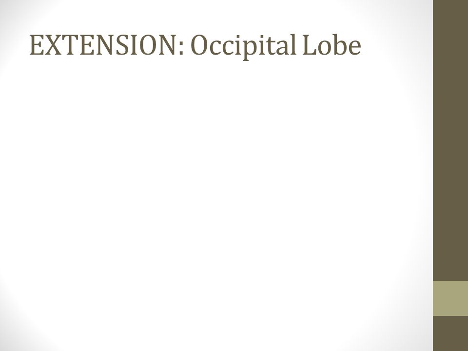 EXTENSION: Occipital Lobe