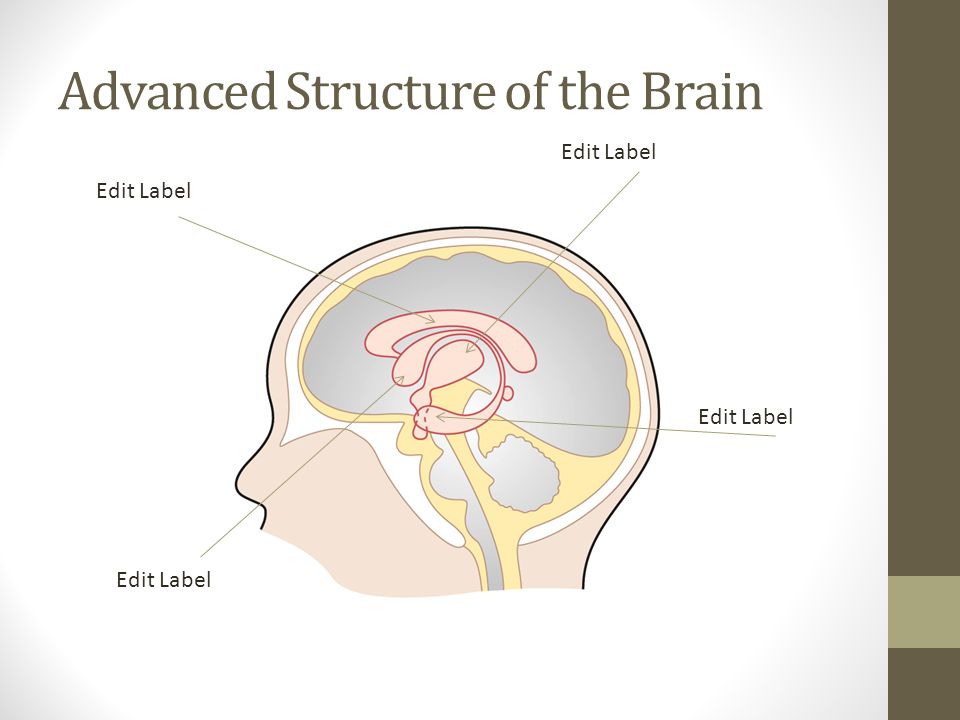 Advanced Structure of the Brain Edit Label