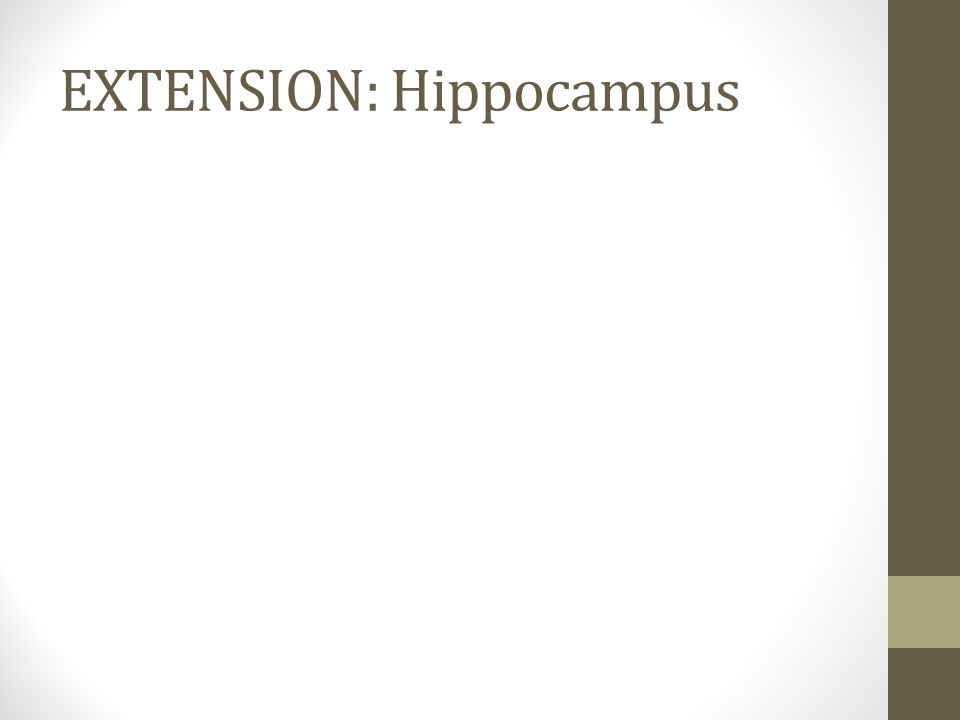 EXTENSION: Hippocampus