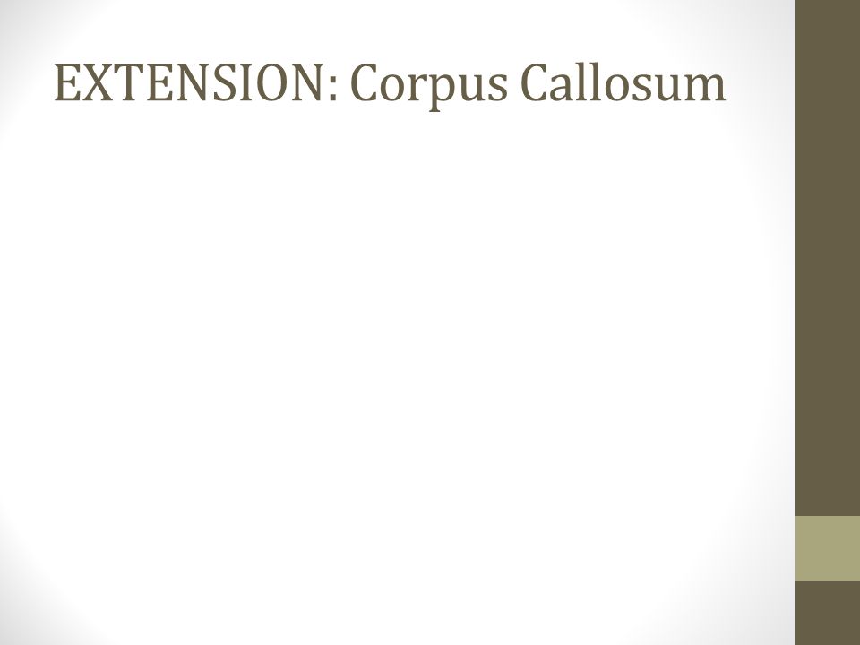 EXTENSION: Corpus Callosum