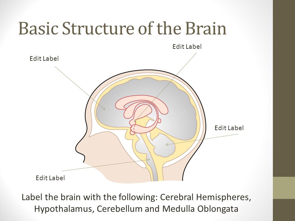 Basic Structure of the Brain Edit Label Label the brain with the following: Cerebral Hemispheres, Hypothalamus, Cerebellum and Medulla Oblongata