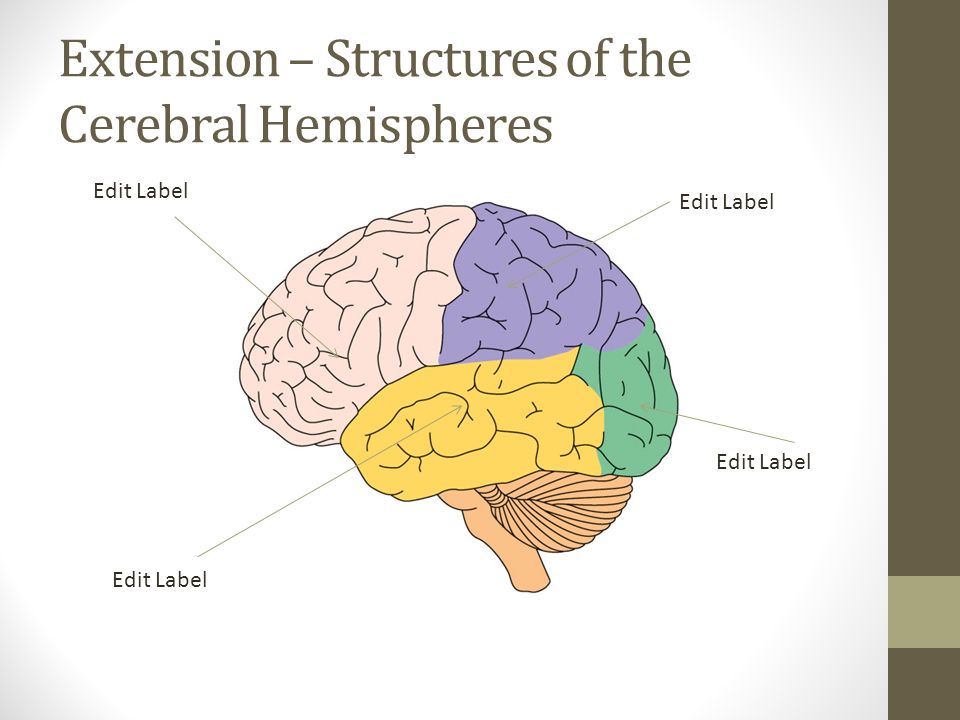 Extension – Structures of the Cerebral Hemispheres Edit Label