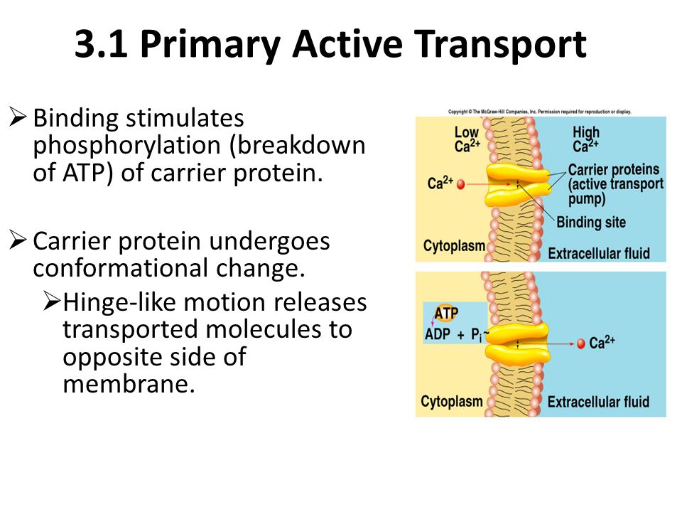 refer to activity 5 simulating active transport which carrier proteins affect na transport Activity 5: simulating active transport lab of glucose carriers will affect the transport of sodium no na+ transport because in order for na+k+ pump. refer to activity 5 simulating active transport which carrier proteins affect na transport Activity 5: simulating active transport lab of glucose carriers will affect the transport of sodium no na+ transport because in order for na+k+ pump.