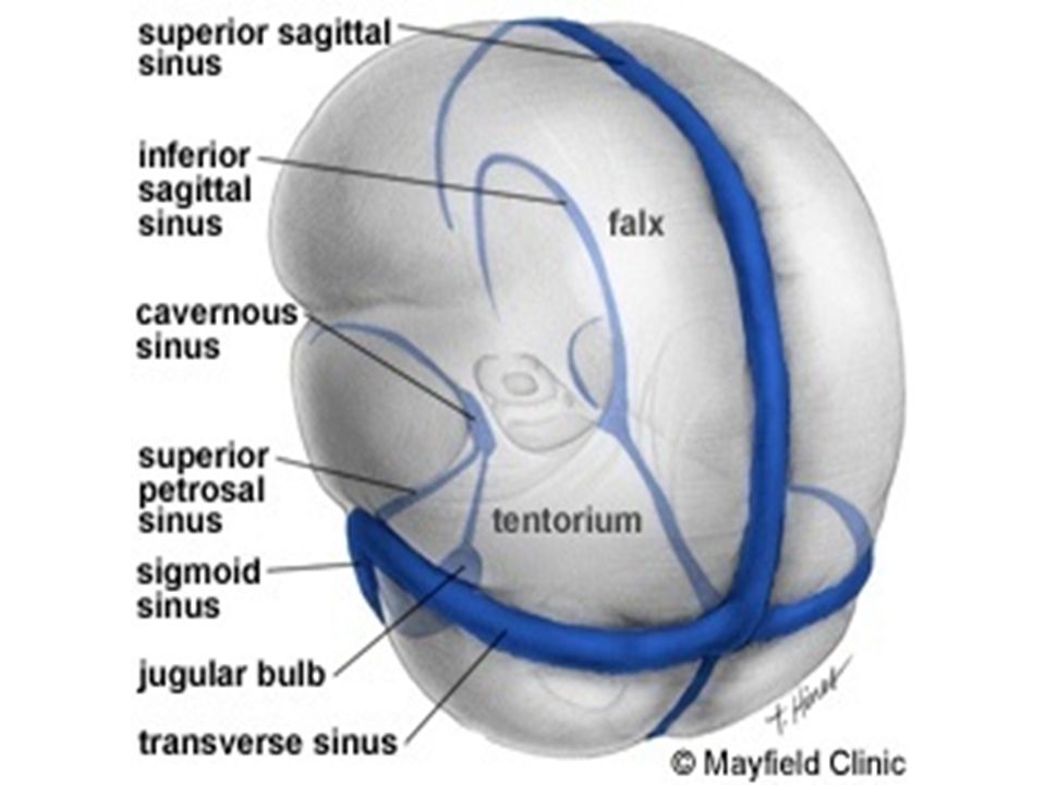 dural sinuses