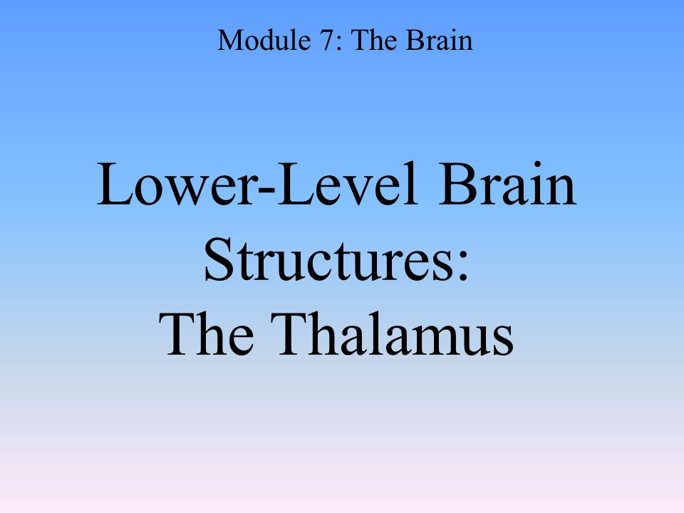 Lower-Level Brain Structures: The Thalamus Module 7: The Brain