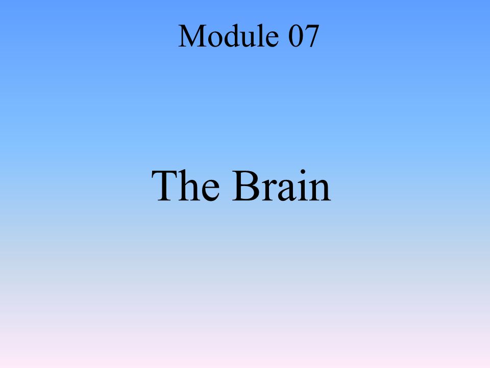 The Brain Module 07