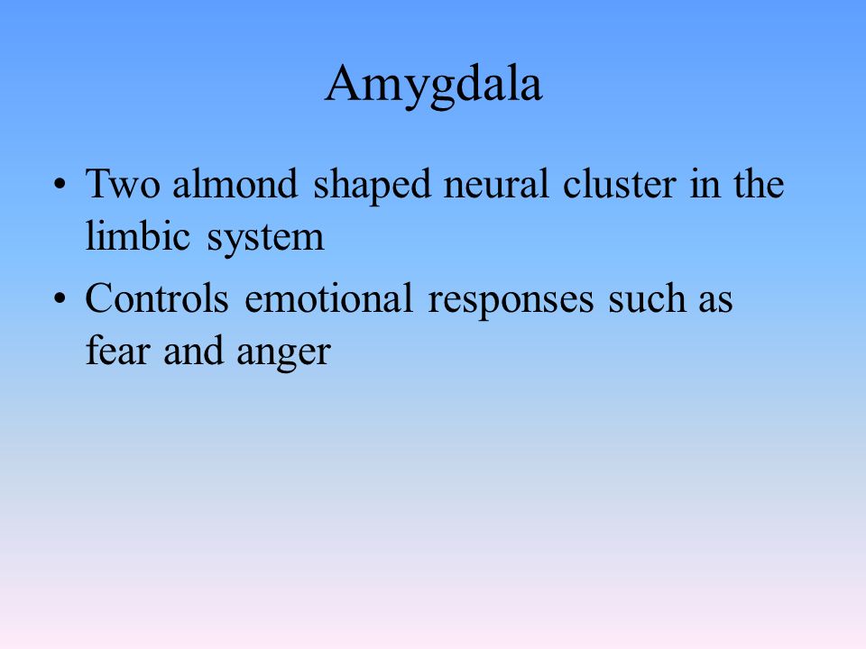 Amygdala Two almond shaped neural cluster in the limbic system Controls emotional responses such as fear and anger