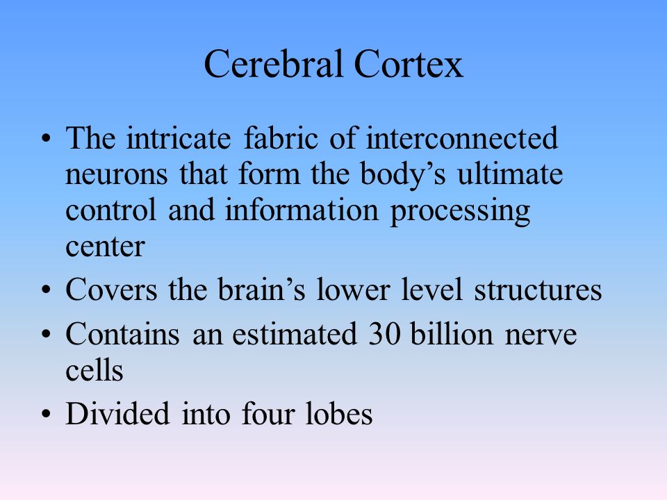 Cerebral Cortex The intricate fabric of interconnected neurons that form the body’s ultimate control and information processing center Covers the brain’s lower level structures Contains an estimated 30 billion nerve cells Divided into four lobes