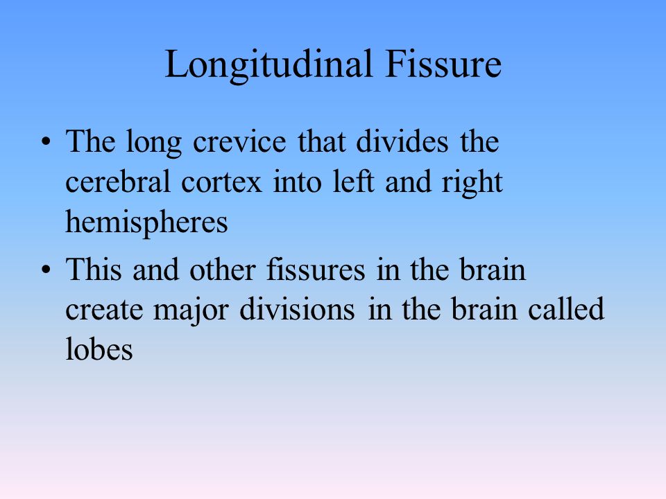 Longitudinal Fissure The long crevice that divides the cerebral cortex into left and right hemispheres This and other fissures in the brain create major divisions in the brain called lobes