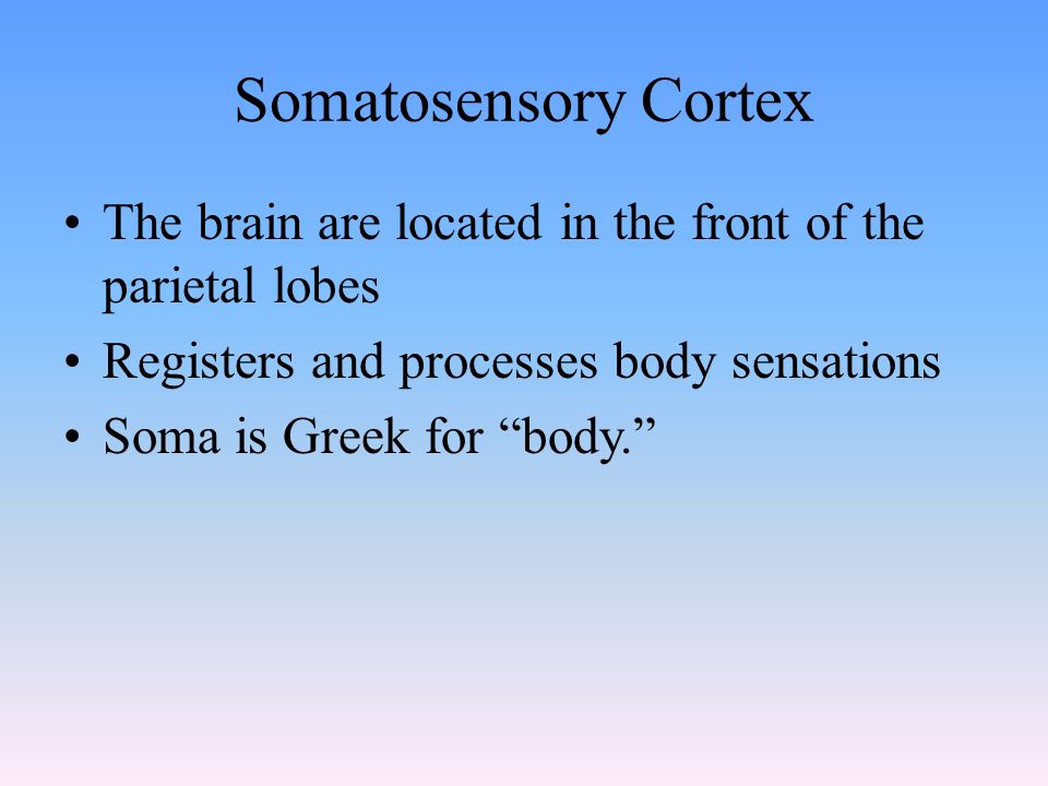 Somatosensory Cortex The brain are located in the front of the parietal lobes Registers and processes body sensations Soma is Greek for body.