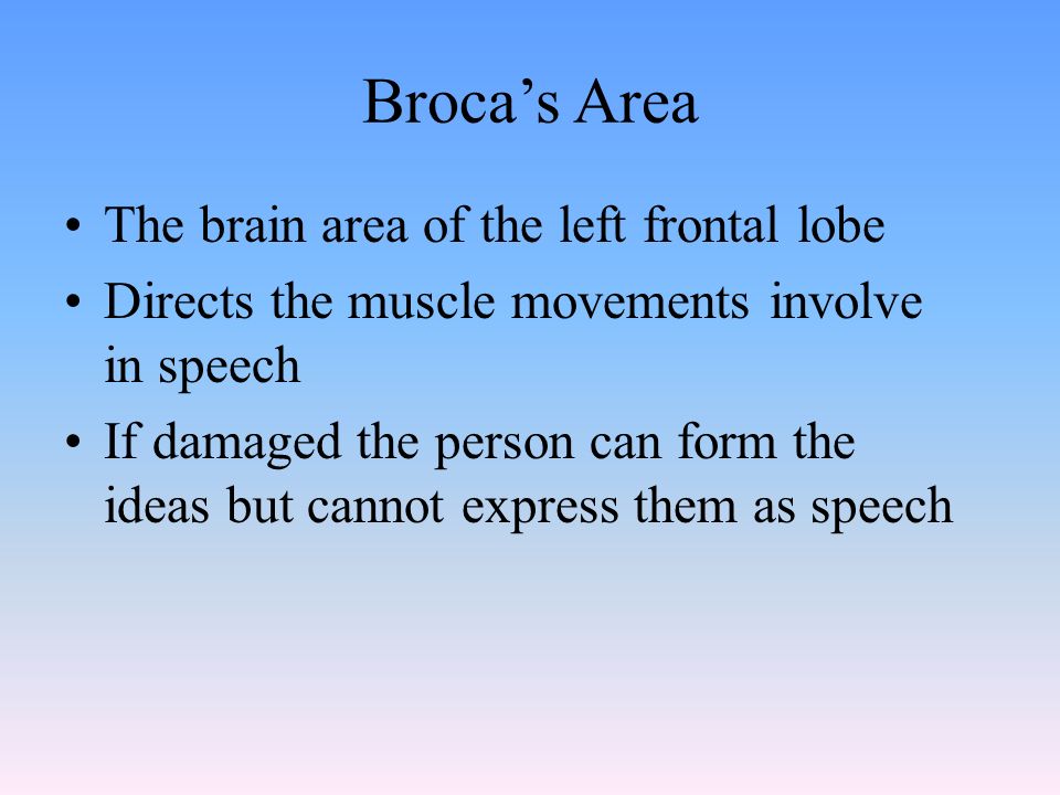 Broca’s Area The brain area of the left frontal lobe Directs the muscle movements involve in speech If damaged the person can form the ideas but cannot express them as speech