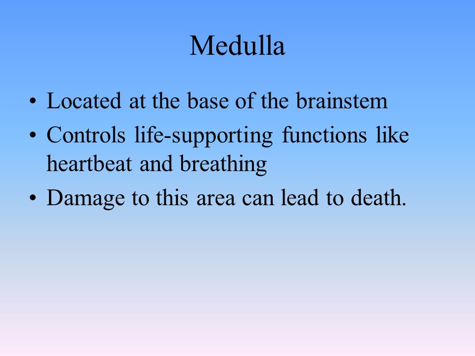 Medulla Located at the base of the brainstem Controls life-supporting functions like heartbeat and breathing Damage to this area can lead to death.