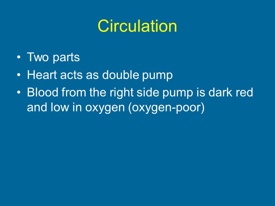 Circulation Two parts Heart acts as double pump Blood from the right side pump is dark red and low in oxygen (oxygen-poor)