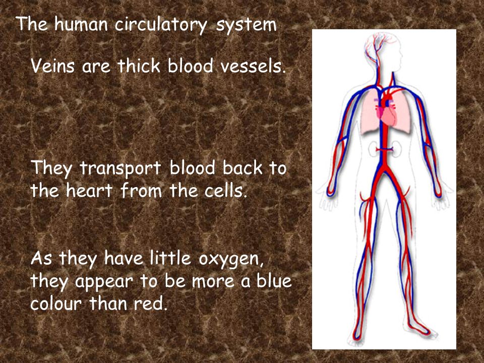 The human circulatory system Veins are thick blood vessels.
