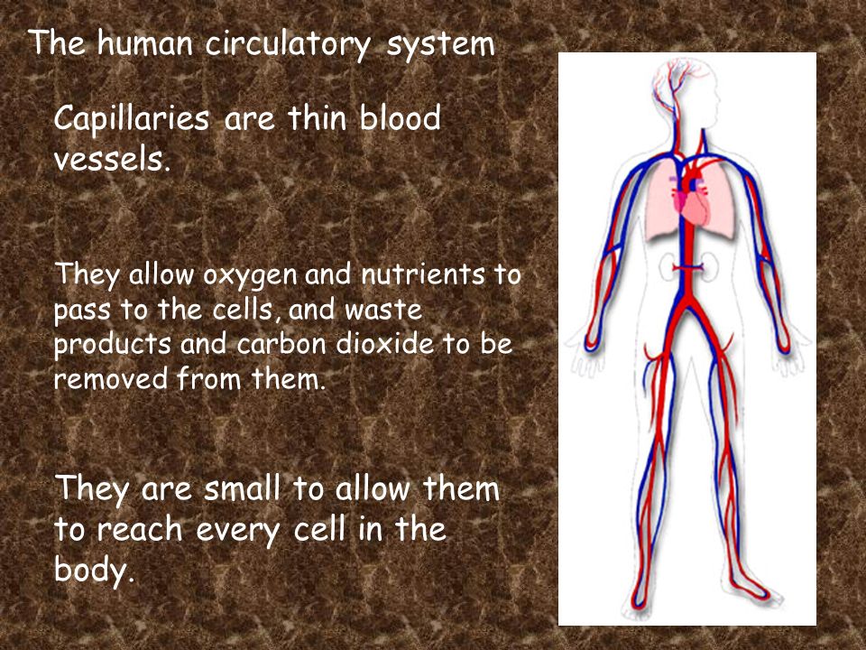 The human circulatory system Capillaries are thin blood vessels.