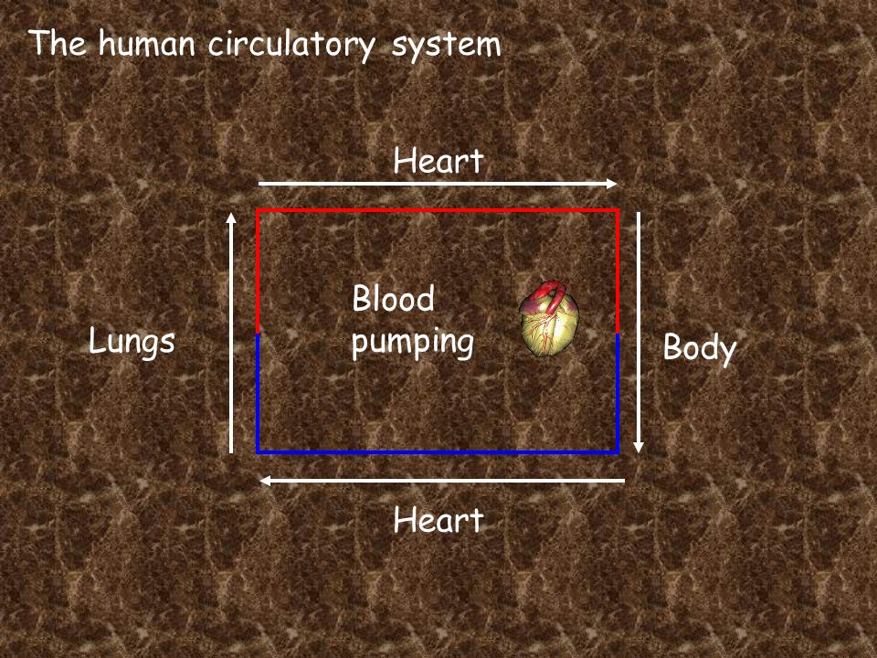 The human circulatory system Heart Lungs Heart Body Blood pumping