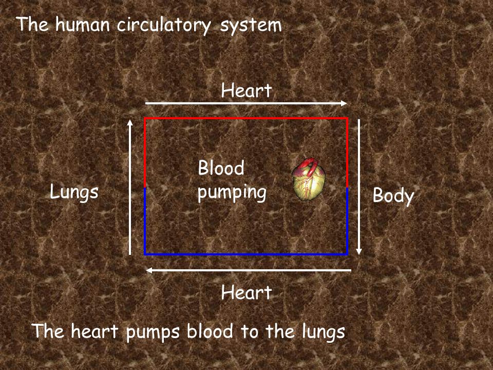 The human circulatory system Heart Lungs Heart Body Blood pumping The heart pumps blood to the lungs