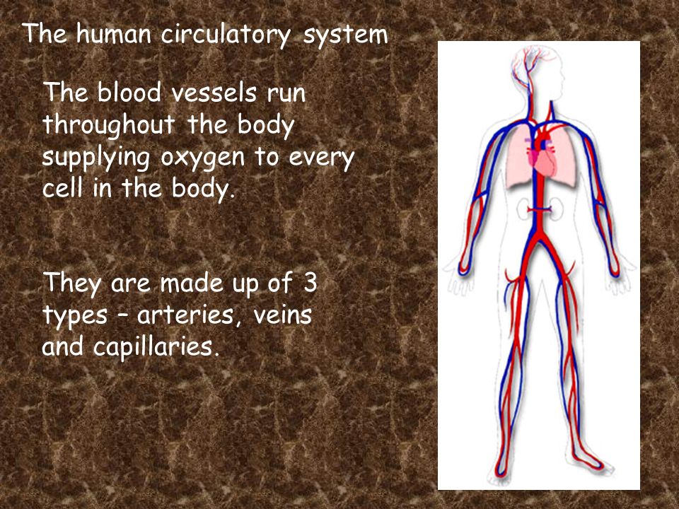 The human circulatory system The blood vessels run throughout the body supplying oxygen to every cell in the body.