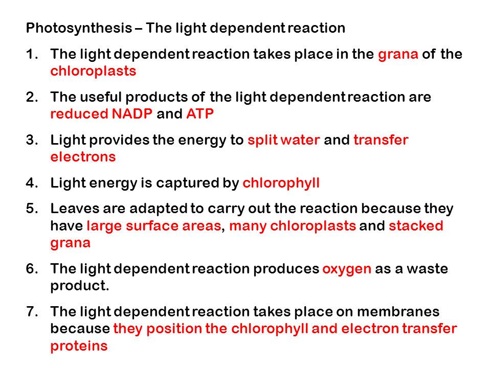Photosynthesis The Light Dependent Reaction 1 Photosynthesis The Light Dependent Reaction 1 Takes Place In