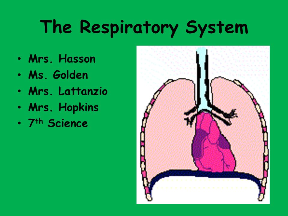 The Respiratory System Mrs. Hasson Ms. Golden Mrs. Lattanzio Mrs. Hopkins 7 th Science