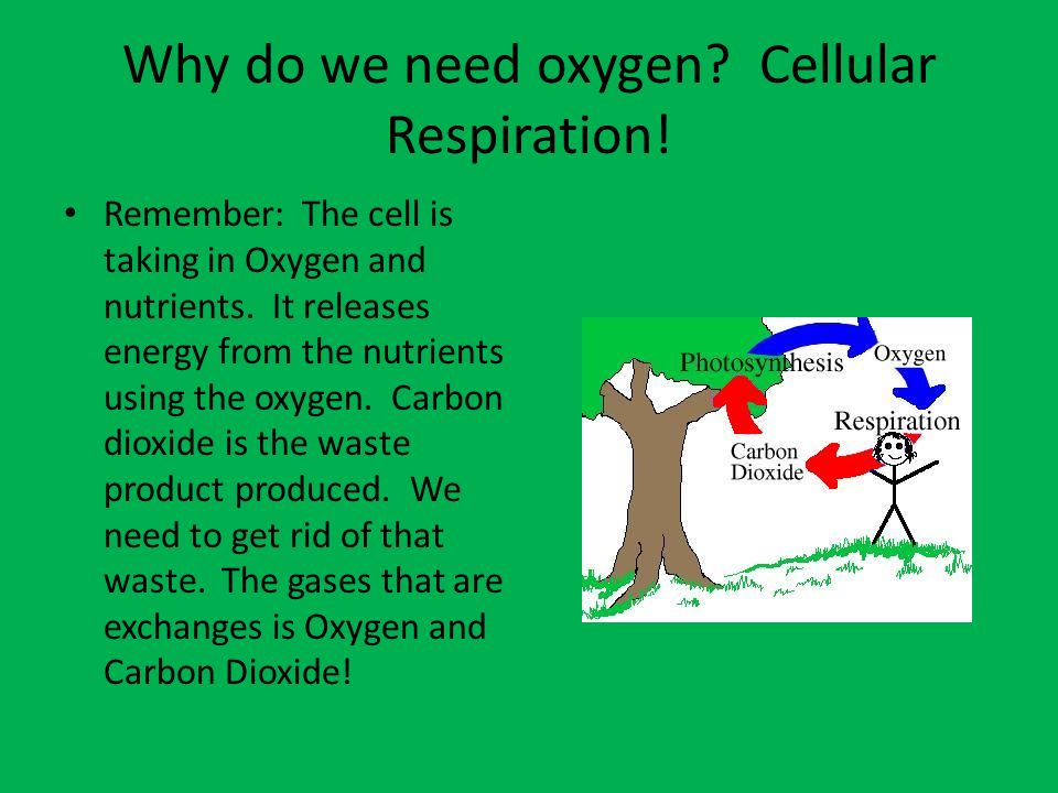Why do we need oxygen. Cellular Respiration. Remember: The cell is taking in Oxygen and nutrients.