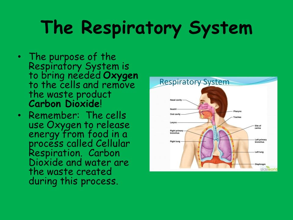 The Respiratory System The purpose of the Respiratory System is to bring needed Oxygen to the cells and remove the waste product Carbon Dioxide.